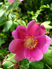 pink flower, prickly wild rose 