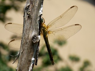 wings of a large yellow dragonfly