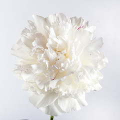 One white peony flower on a gray background.