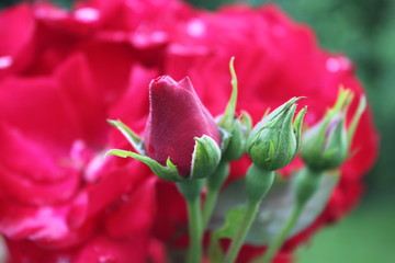 Rote Rosen