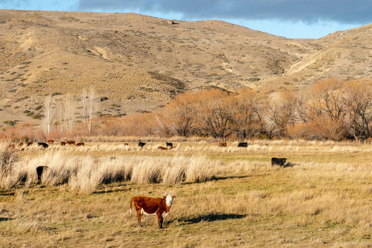 A brown cow stands in a field on a sunny evening in Argentina.