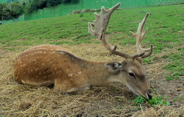 Red deer lying in the meadows. 