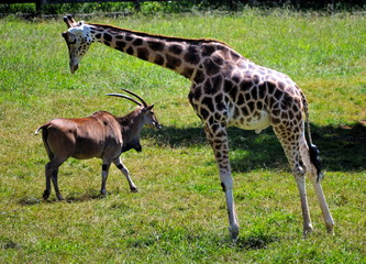 A giraffe looking at an antelope.