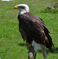 The portrait of a white head eagle