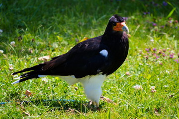 A black bird with an orange beak on the grass