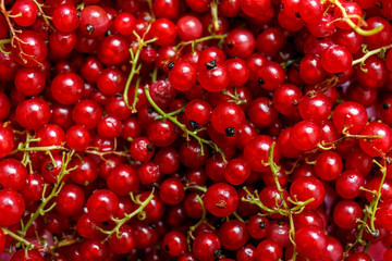 Background of ripe juicy and organic red currant berries.