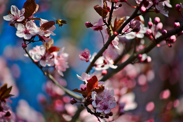 Perfect Flowering