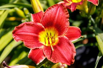 Beautiful bush of bicolor flower in a spring garden. Red flower with drops of dew.