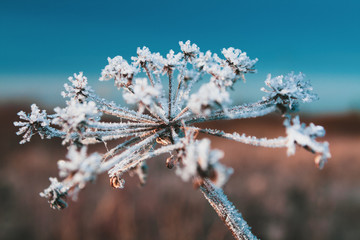 dry flower in winter