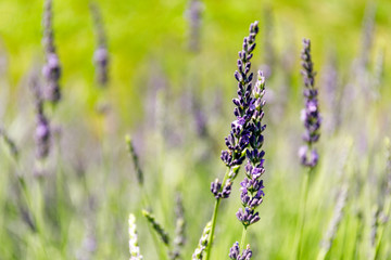 Sunset over a violet lavender.