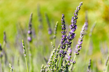 Sunset over a violet lavender.