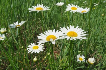 Chamomile flowers on the meadow, closeup