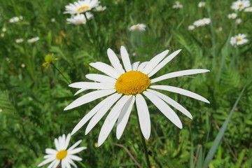 Beautiful chamomile flowers in the meadow, closeup