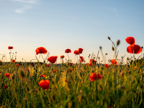 Image of huge poppy field during sunset