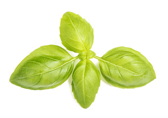 Basil leaves isolated white background Fresh herbs