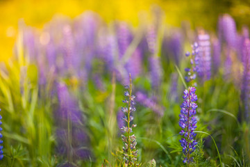 field of purple flowers lupins lavender