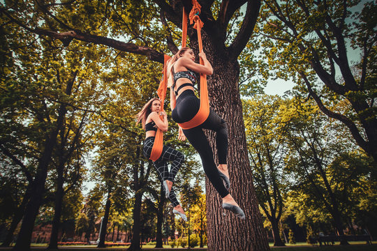 Low angle photo of attractive womens are posing for photographer on the slings which is fixed on big tree in the summer park.
