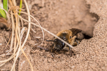 Einzelnes Erdbienen Weibchen in ihrem Loch am Boden, Deutschland
