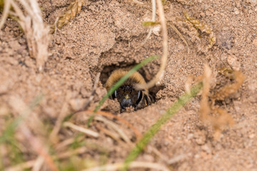 Einzelnes Erdbienen Weibchen in ihrem Loch am Boden, Deutschland