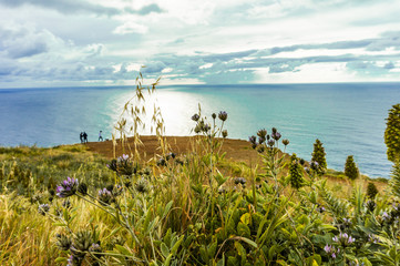 Beautiful flowers and plant at sunset at Atlantic coast on madeira island