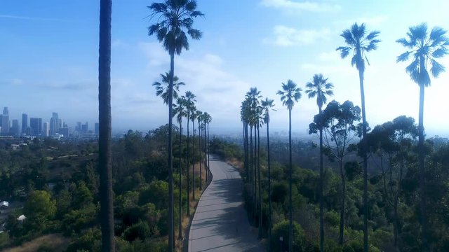 Drone shot of tall palm treelined road in Elysian Park above Los Angeles