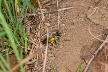 Einzelnes Erdbienen Männchen mit gelben Blütenpollen am Boden, Deutschland