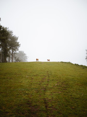 Two caws grazing far away on a green hill