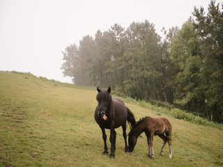 Two dark horses grazing on a green hill on a foggy day. Horse showing tongue