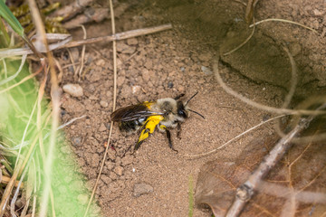 Einzelnes Erdbienen Männchen mit gelben Blütenpollen am Boden, Deutschland