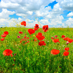 Bright delicate flowers wild poppies on spring meadow