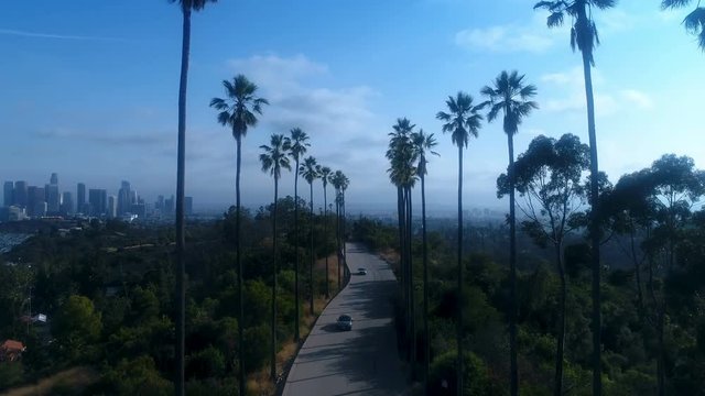 Drone shot through palm trees above Los Angeles - 4k UHD