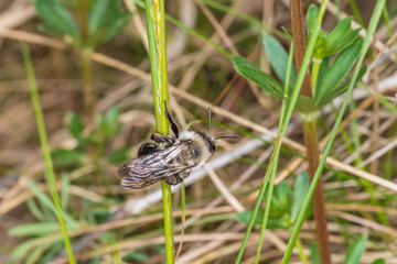 Einzelnes Erdbienen Männchen hängt an einem Grashalm, Deutschland