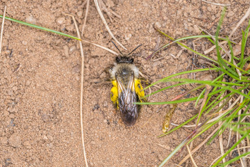 Einzelnes Erdbienen Männchen mit gelben Blütenpollen am Boden, Deutschland