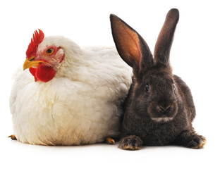 Rabbit and chicken.