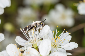 Einzelnes Erdbienen Männchen sitzt auf einer Blüte eines Baumes, Deutschland