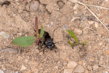 Einzelnes Erdbienen Männchen mit gelben Blütenpollen am Boden, Deutschland