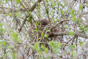 Verlassenes Vogelnest in einem Strauch im Frühling, Deutschland