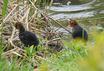 Close up portrait of two cute duclings, baby chickens of Eurasian coot Fulica atra, also known as the common coot with hiding in reeds of green pond water, selective focus