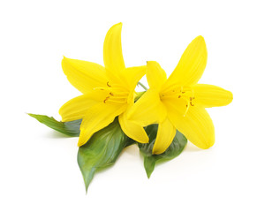 Bouquet of yellow lilies.