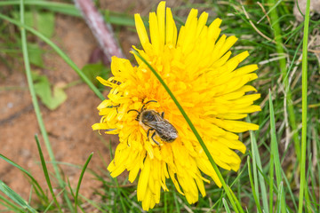 Honigbiene sammelt Blütenpollen und Nektar von einer Löwenzahn Blume, Deutschland