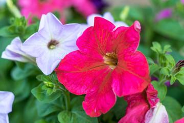home flowers. petunia. natural lighting. have toning. close-up.