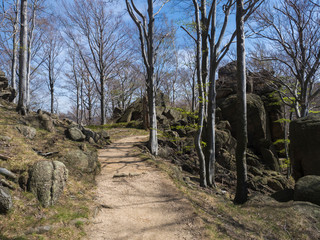 Fototapeta premium empty beige sand footpath road with rocks, boulders and beach tree forest, vibrant spring green, blue sky background