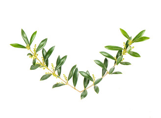 Green leaves Floral flat lay Olive tree branches white background