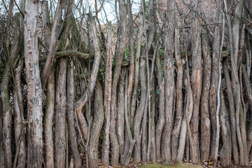 Tree branches fence.