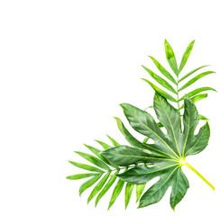 Green palm plant leaves Tropical jungle plants