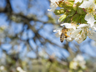 close up beautiful macro blooming pink apple blossom with flying bee gathering pollen. buds flower twing with leaves, selective focus, natural bokeh green background, copy space