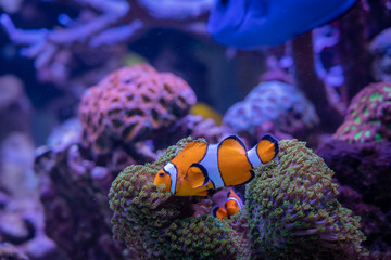 Fototapeta na wymiar Carnas, France - 06 10 2019: Beautiful aquarium in salt water