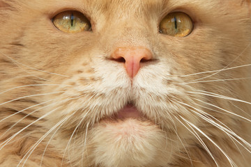 muzzle close-up of Maine Coon cat