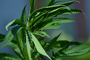 Close-up of green cannabis leaves , marijuana photo