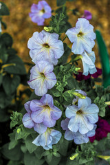 home flowers. petunia. natural lighting. have toning. close-up.